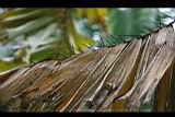 刺孔雀椰子-乾葉0.jpg
