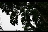 刺孔雀椰子-葉0.jpg