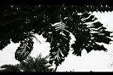 刺孔雀椰子-葉2.jpg