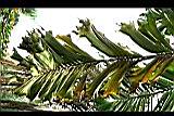 刺孔雀椰子-葉3.jpg
