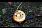 刺茄-種子02.jpg