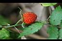 刺莓-實3.jpg