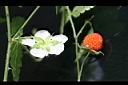 刺莓-花4.jpg