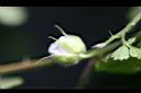 刺莓-花苞55.jpg