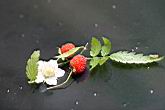 刺莓11.jpg