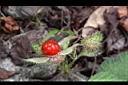 刺萼寒莓-實0.jpg