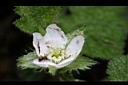刺萼寒莓-花10.jpg