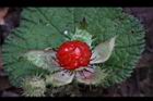 刺萼寒莓-實1.jpg