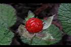 刺萼寒莓-實3.jpg