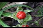 刺萼寒莓-實5.jpg