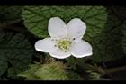 刺萼寒莓-花06.jpg