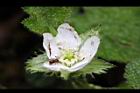 刺萼寒莓-花09.jpg