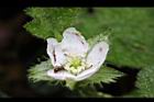 刺萼寒莓-花12.jpg