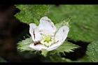 刺萼寒莓-花13.jpg