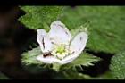 刺萼寒莓-花14.jpg