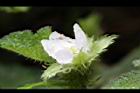 刺萼寒莓-花15.jpg