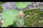 刺萼寒莓-花苞00.jpg