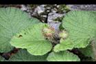刺萼寒莓-花苞01.jpg