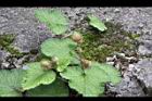 刺萼寒莓-花苞02.jpg