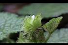 刺萼寒莓-花苞06.jpg