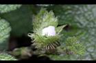 刺萼寒莓-花苞09.jpg