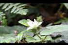 刺萼寒莓-花苞10.jpg