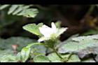 刺萼寒莓-花苞14.jpg