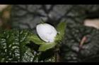 刺萼寒莓-花苞15.JPG