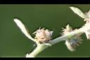 匙葉鼠麴草-種子1.jpg