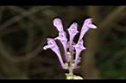 印度黃芩-花14.JPG
