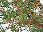 台灣紅榨槭-紅葉24.JPG