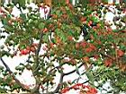 台灣紅榨槭-紅葉25.jpg