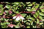 台灣莓-花萼08.JPG