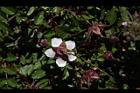 台灣莓-花萼09.JPG