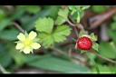 台灣蛇莓-實02.jpg