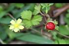 台灣蛇莓-實12.jpg