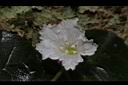 圓葉裂緣花-花14.JPG
