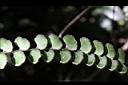 圓葉陵齒蕨-孢子10.JPG