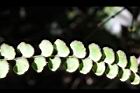 圓葉陵齒蕨-孢子19.JPG