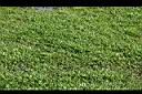 地毯草-草皮0.jpg