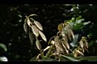 大葉石櫟-幼葉12.JPG