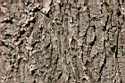 大葉石櫟-莖皮2.jpg