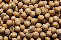 大豆-基因種子0.jpg