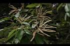 菱果石櫟-花13.JPG