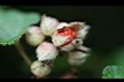 寒莓-花苞01.jpg