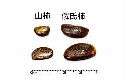 山柿-種子38.JPG