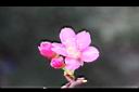 山櫻花-花1.jpg