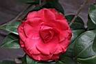 紅紅玫瑰06.JPG