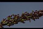 巴拉草-雌花10.jpg