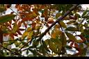 巴西橡膠樹-黃葉00.jpg